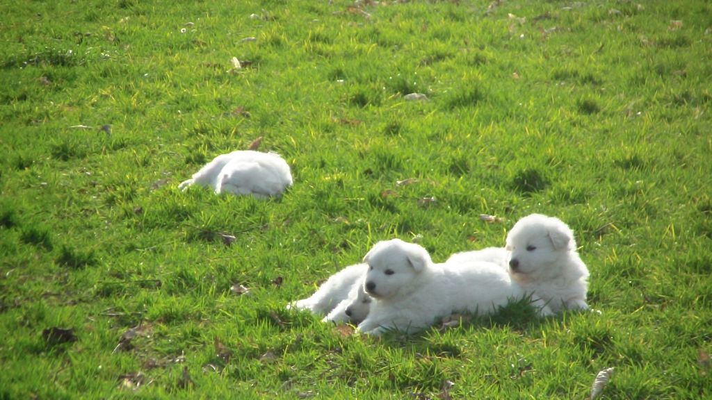 Des P'tits Loups De Bertrichamps - visite chez veto