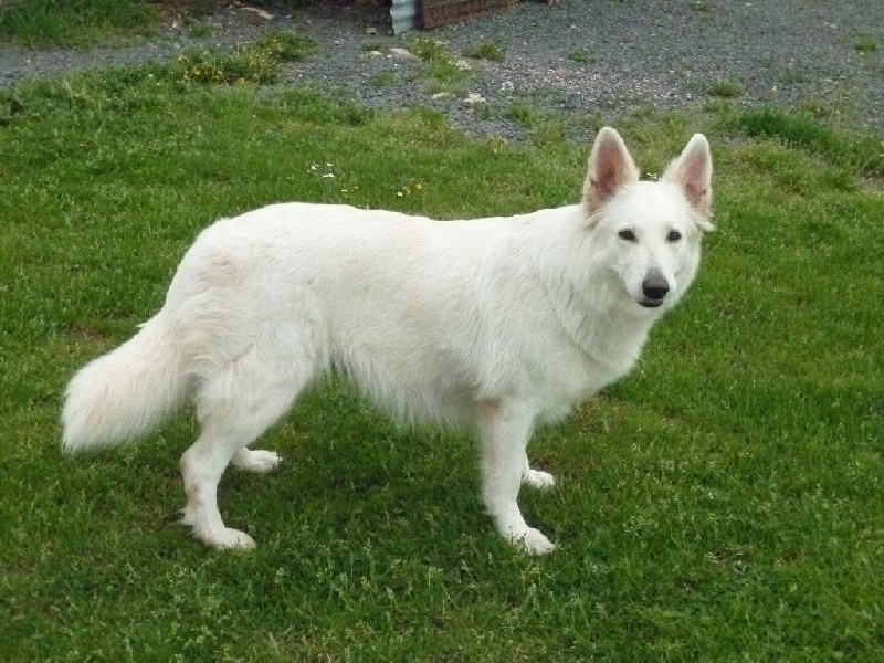 Félia du terrier des loups blancs Des P'tits Loups De Bertrichamps