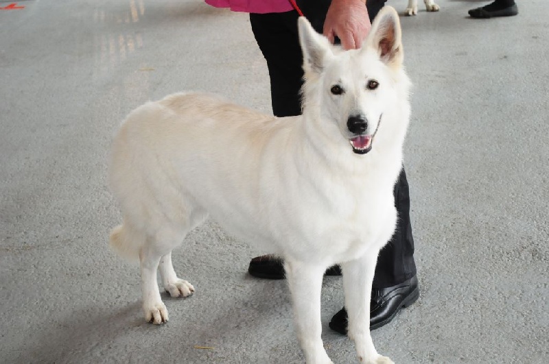 Inès Des P'tits Loups De Bertrichamps