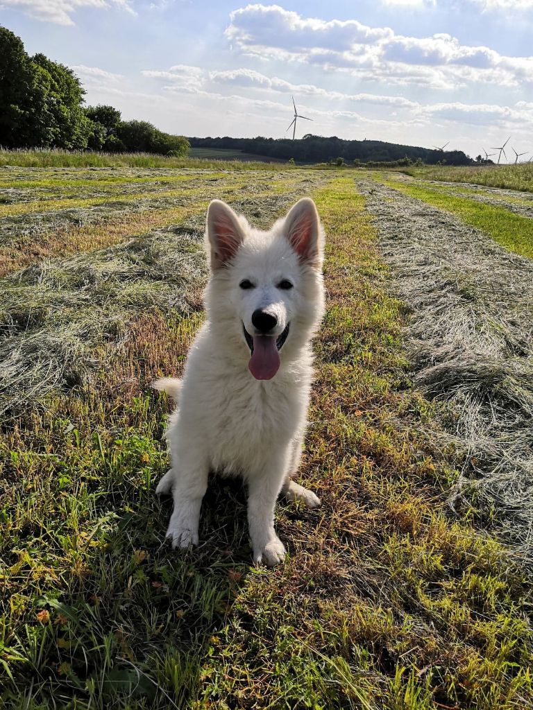 RALF