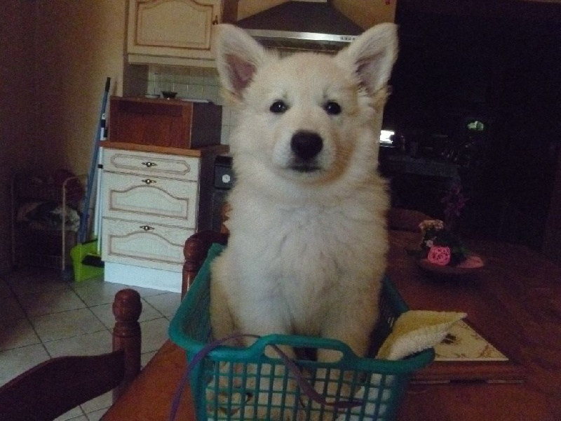 Laïka