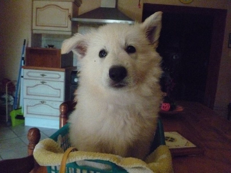 Linka