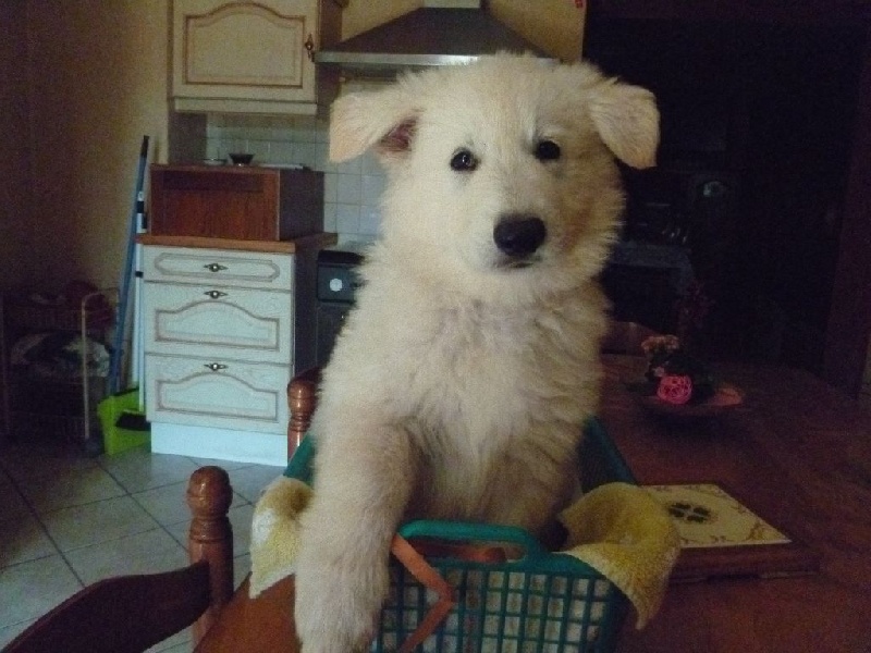 Loup dit Kimi